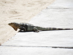 Ctenosaura melanosterna