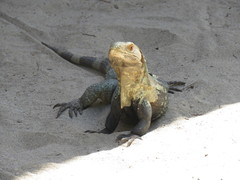 Ctenosaura melanosterna