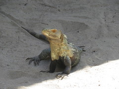 Ctenosaura melanosterna