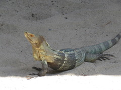 Ctenosaura melanosterna