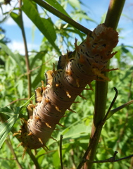 Citheronia splendens sinaloensis