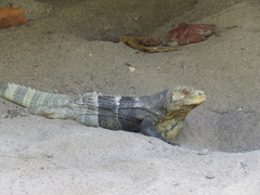Ctenosaura melanosterna