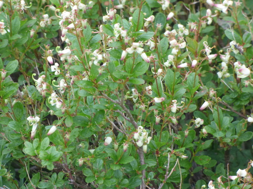 Elliottia bracteata, photograph 6