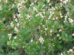 Elliottia bracteata, photograph Luke, CC BY-SA, iNaturalist via GBIF