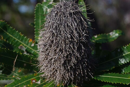 Image of Banksia aemula by (c) Lewis, some rights reserved (CC BY-SA)