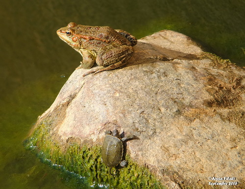 Moroccan Green Frog, Pelophylax saharicus