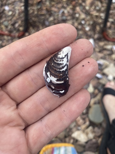 Japanese Bifurcate Mussel