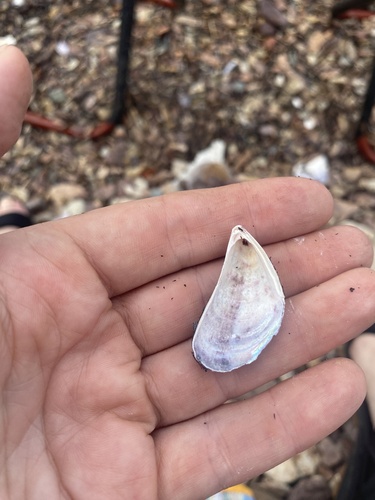 Japanese Bifurcate Mussel