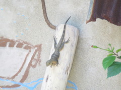 Ctenosaura melanosterna