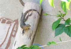 Ctenosaura melanosterna
