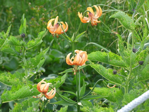 Image of Lilium medeoloides by (c) Luke, some rights reserved (CC BY-SA)