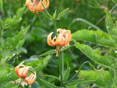 Lilium medeoloides, photograph (c) Luke, some rights reserved (CC BY-SA)