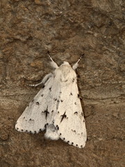 Acronicta vulpina