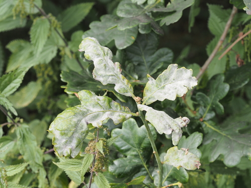 Erysiphe alphitoides