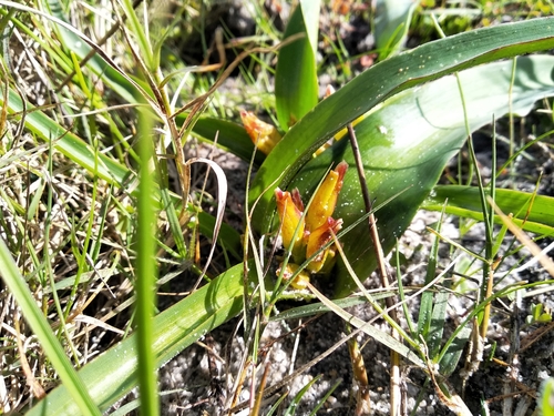 Image of Lachenalia reflexa by (c) De Waal Hugo, some rights reserved (CC BY)