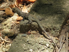 Ctenosaura melanosterna