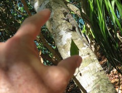 Ctenosaura melanosterna