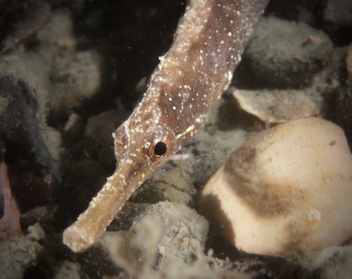 Longsnout pipefish (Leptonotus norae) — Syngnathidae — 3