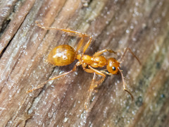 Notoncus spinisquamis