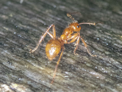 Notoncus spinisquamis