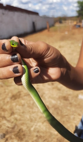 Crown Ground Snake