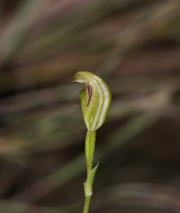 Pterostylis parviflora