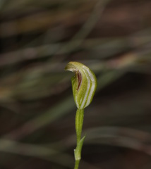 Pterostylis parviflora