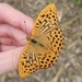 Argynnis paphia paphia - Photo (c) Liam Mulder, some rights reserved (CC BY-NC), uploaded by Liam Mulder