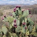 Opuntia engelmannii - Photo (c) Russell Pfau,  זכויות יוצרים חלקיות (CC BY), הועלה על ידי Russell Pfau