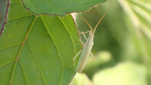 Two-spined Grass Bug, 3434 GG Nieuwegein, Nederland, photo 7 of 10