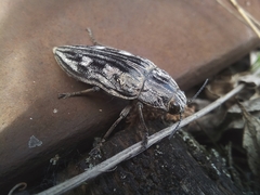 Chalcophora mariana