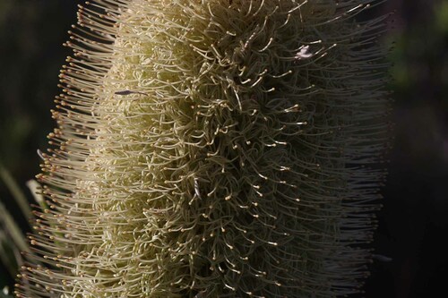 Image of Banksia aemula by (c) Lewis, some rights reserved (CC BY-SA)