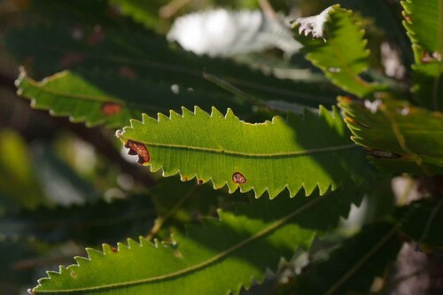 Image of Banksia aemula by (c) Lewis, some rights reserved (CC BY-SA)
