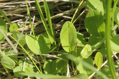 Packera paupercula pseudotomentosa