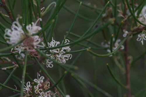 Image of Hakea actites by (c) Lewis, some rights reserved (CC BY-SA)