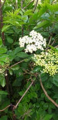 Sambucus nigra
