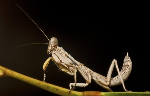 Burying Mantis photo 4