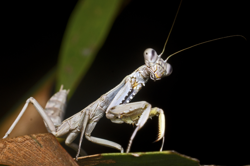 Burying Mantis