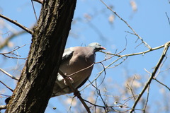 Columba palumbus