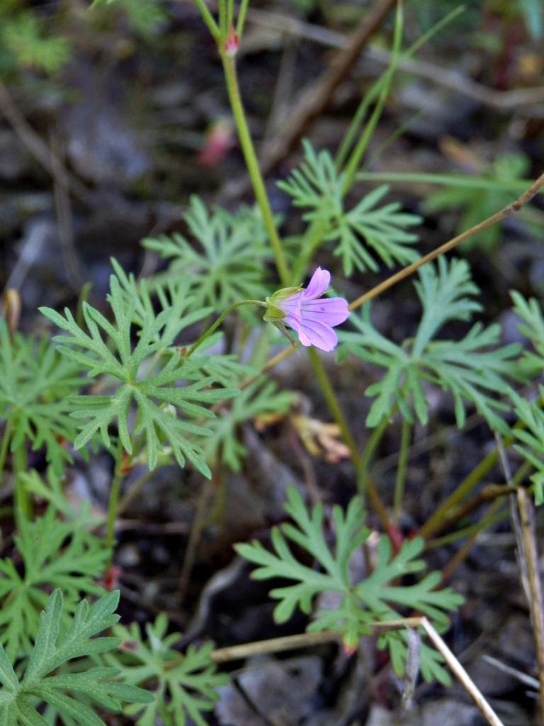 Geranium columbinum