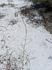 Asclepias cinerea
