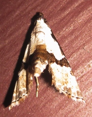 Nigetia formosalis