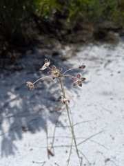 Asclepias cinerea