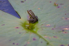 Pelophylax fukienensis