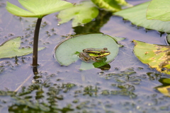 Pelophylax fukienensis