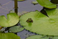 Pelophylax fukienensis