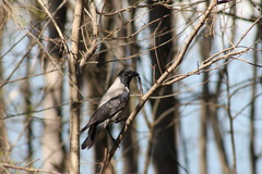Corvus cornix
