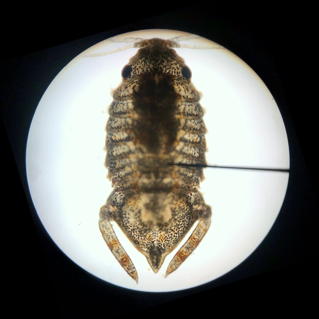 Cymodetta gambosa
