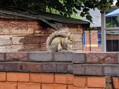 Sciurus carolinensis