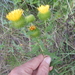 Texan Gumweed - Photo (c) Bob O'Kennon, some rights reserved (CC BY-NC)